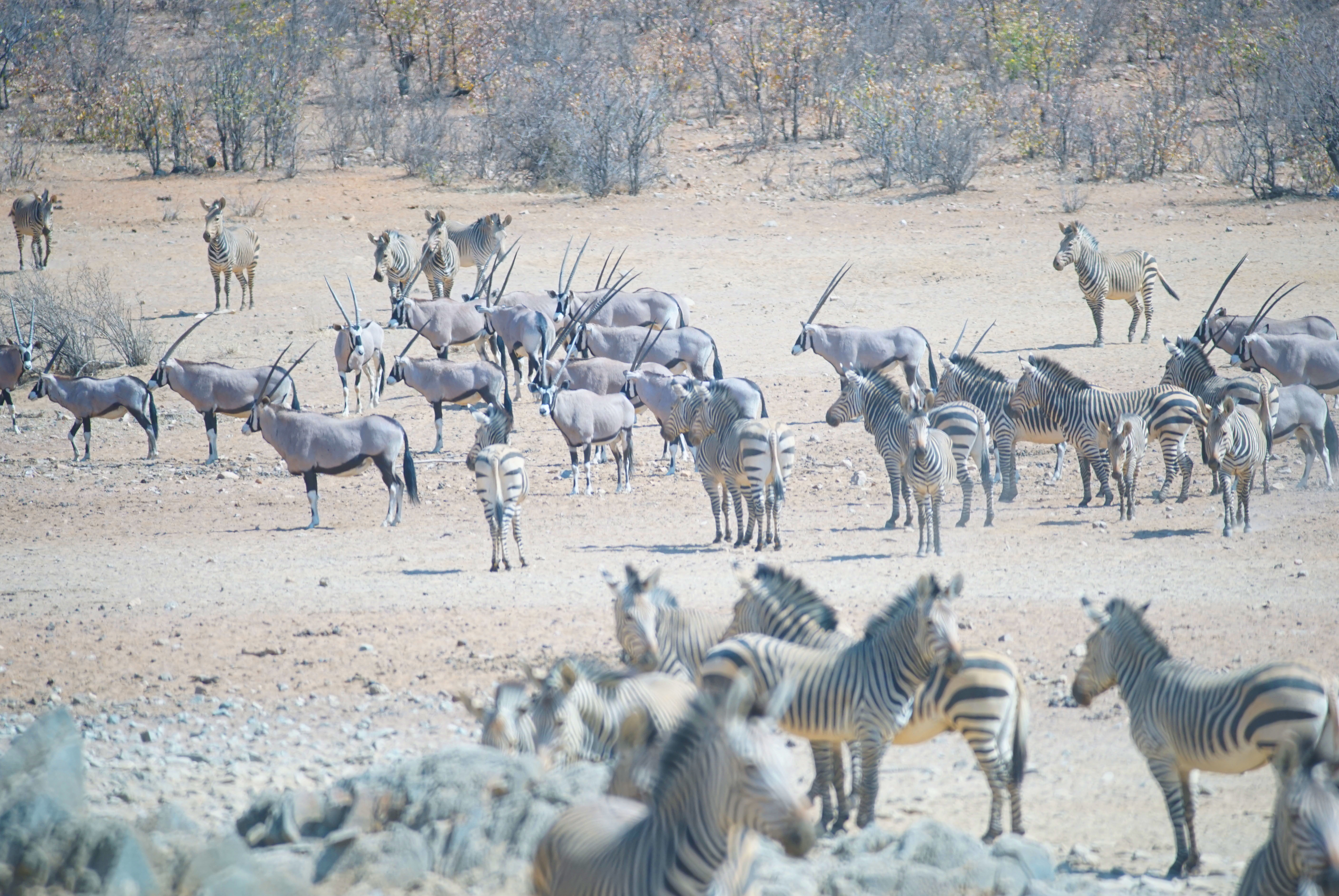 Oryx and zebra waiting around the waterhole
