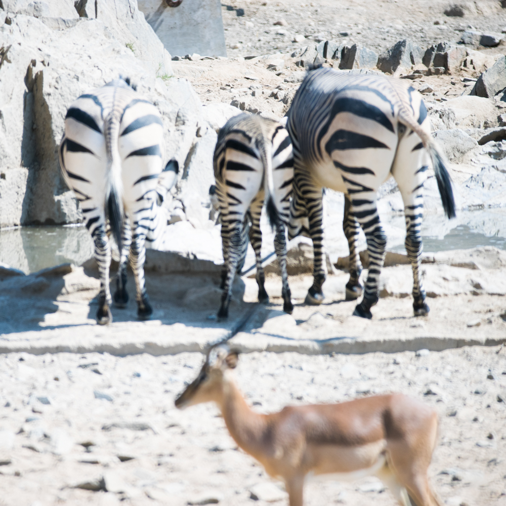 Mountain zebra and a lone Impala