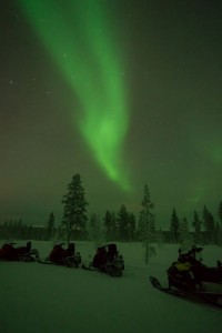 At night in the forest
