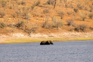 Chobe 1