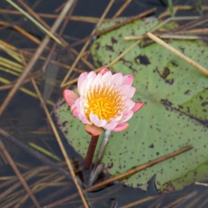 Beautiful water lilies disguising the Hippo Pathways