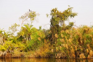 Egrets and cormorants 
